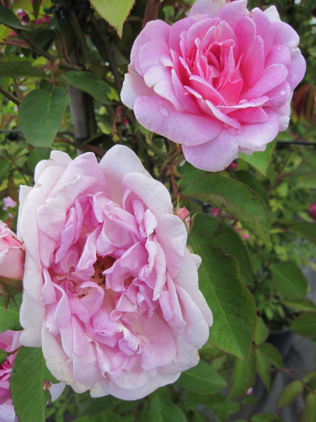 Rosa Blairii II-2